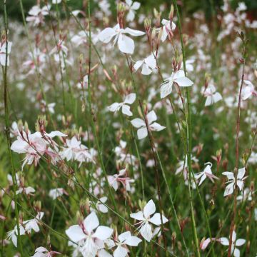 Gaura lindheimeri Wit - Prachtkaars