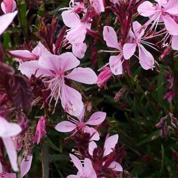 Gaura lindheimeri Blaze - Prachtkaars