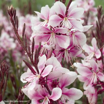 Gaura lindheimeri Cherry Brandy - Prachtkaars