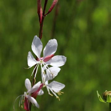 Gaura lindheimeri Elegance - Prachtkaars