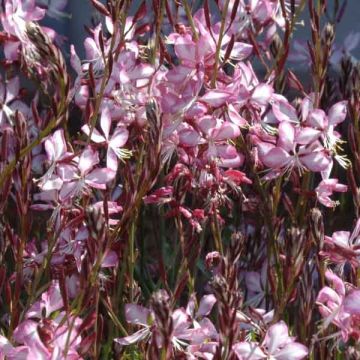 Gaura lindheimeri Rosy Jane - Prachtkaars