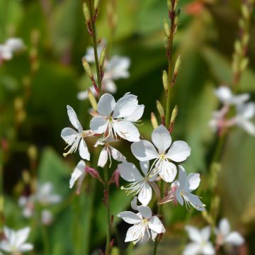 Gaura lindheimeri Snowstorm - Prachtkaars