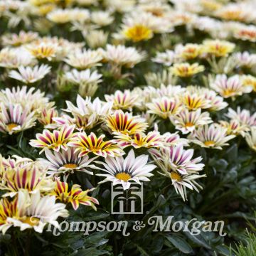 Gazania Big Kiss White Flame F1 (zaad) - Middaggoud