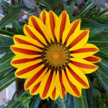 Gazania Big Kiss Yellow Flame - Middaggoud