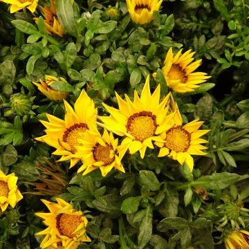 Gazania Zany F1 Geel (zaad) - Middaggoud