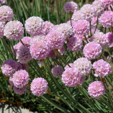 Armeria maritima Rosea - Engels gras