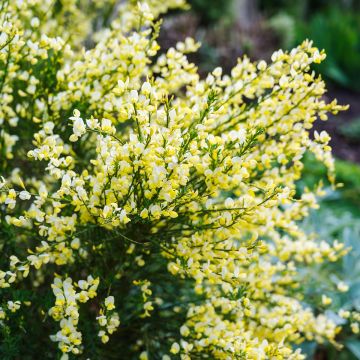 Cytisus scoparius Luna - Brem