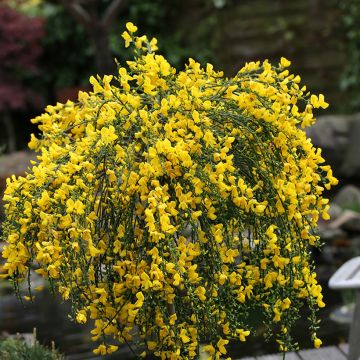 Cytisus scoparius Golden Tears - Brem
