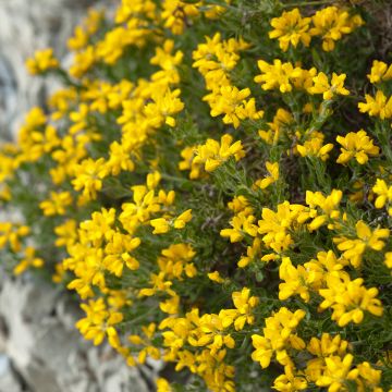 Genista hispanica - Spaanse brem