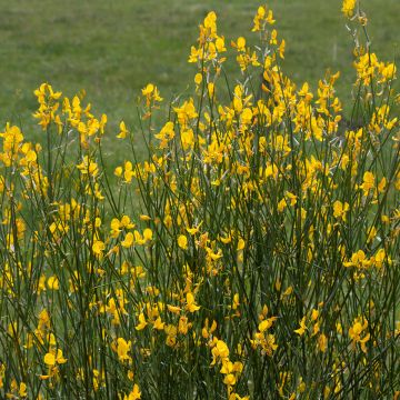 Spartium junceum - Bezemstruik