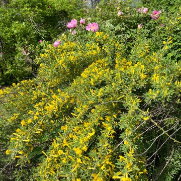 Cytisus praecox Allgold - Brem