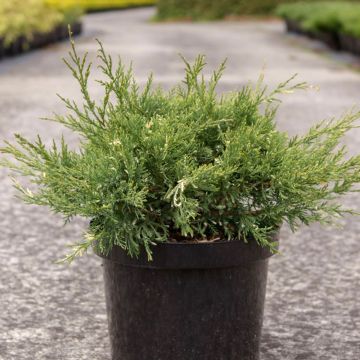 Juniperus pfitzeriana White Splash - Jeneverbes