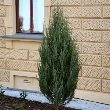 Juniperus scopulorum Wichita Blue - Jeneverbes