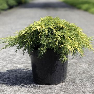 Juniperus media Gold Star - Jeneverbes