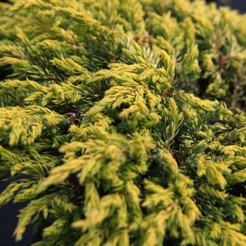 Jeneverbes Goldschatz - Juniperus communis