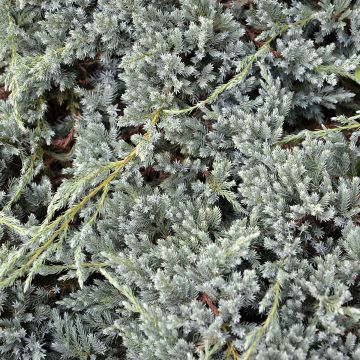 Juniperus squamata Blue Spider - Himalaya jeneverbes