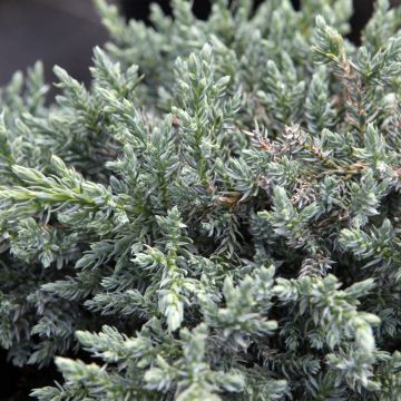 Juniperus squamata Tropical Blue - Himalaya jeneverbes