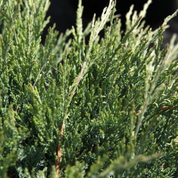 Juniperus horizontalis Agnieszka - Kruipende jeneverbes