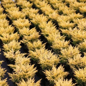 Juniperus horizontalis Limeglow - Kruipende jeneverbes
