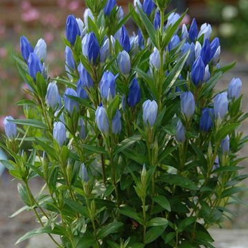 Gentiana makinoi Blue Star - Gentiaan