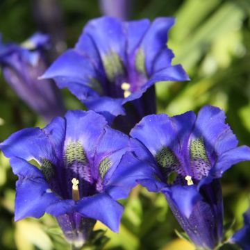 Gentiana acaulis - Stengelloze gentiaan