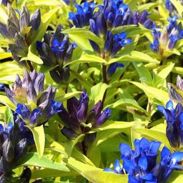 Gentiana cruciata - Kruisbladgentiaan