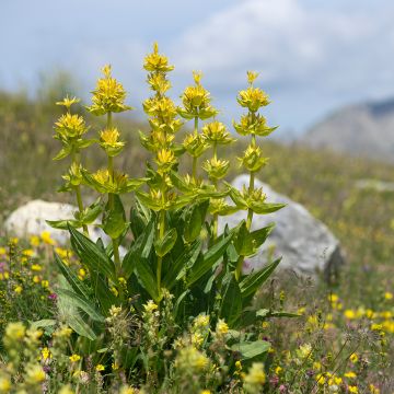 Gentiana lutea - Gele gentiaan