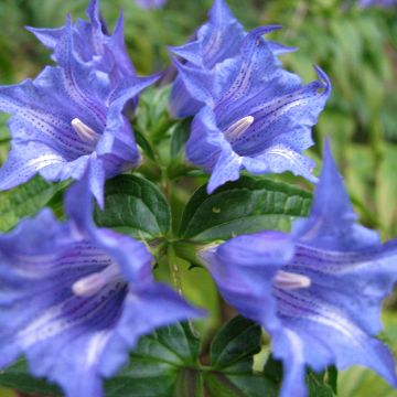 Gentiana asclepiadea - Zijdeplantgentiaan