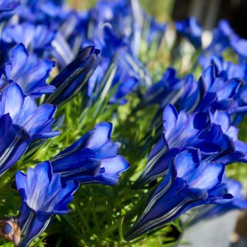 Gentiana sino-ornata - Gentiaan