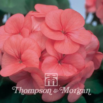 Pelargonium Horizon Coral Spice F1 (zaad) - Zonale geranium