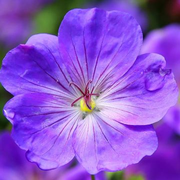 Geranium Eureka Blue - Ooievaarsbek