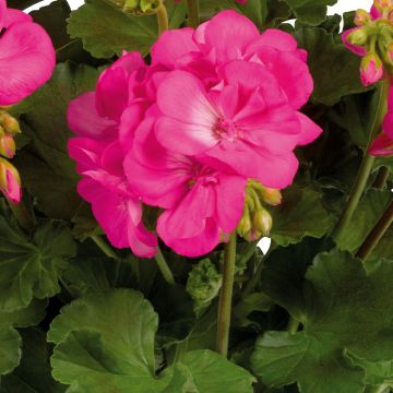 Pelargonium Galaxy Rose