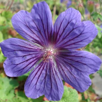 Geranium ibericum - Ooievaarsbek