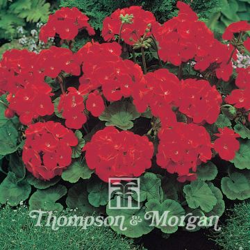Pelargonium Moulin Rouge F1 Hybrid (zaad) - Zonale geranium
