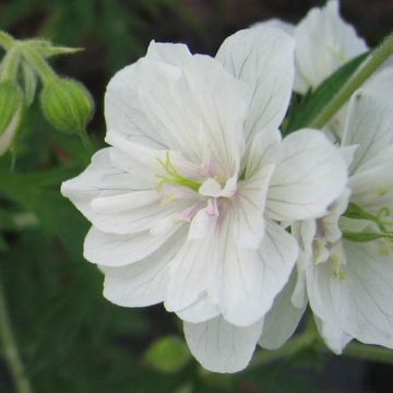 Geranium pratense Plenum Album - Beemdooievaarsbek
