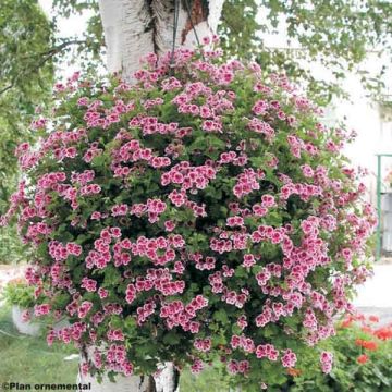 Pelargonium Angel Eyes Randy - Engelse geranium