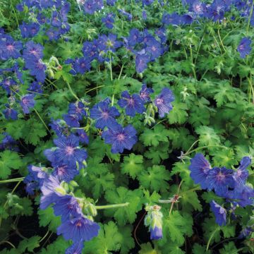 Geranium Sabani Blue - Ooievaarsbek