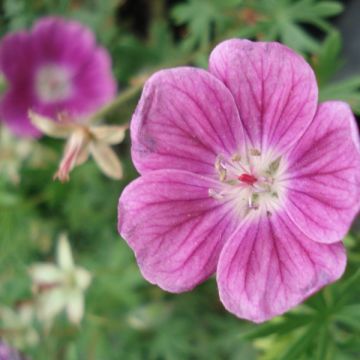 Geranium sanguineum Elke - Bloedooievaarsbek