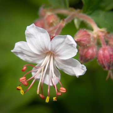 Geranium macrorrhizum Spessart - Rotsooievaarsbek