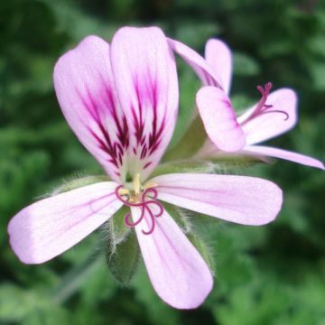 Pelargonium Sweet Mimosa - Geurgeranium