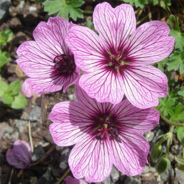 Geranium cinereum Ballerina - Ooievaarsbek