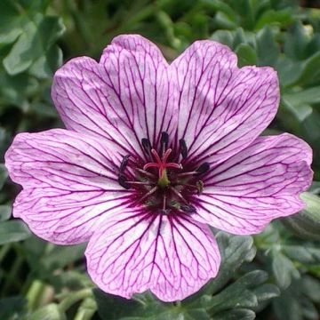 Geranium cinereum Laurence Flatman - Ooievaarsbek