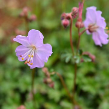Geranium dalmaticum - Ooievaarsbek