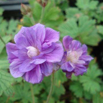 Geranium himalayense Plenum - Ooievaarsbek