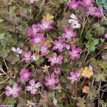 Geranium oxonianum Orkney Cherry - Ooievaarsbek