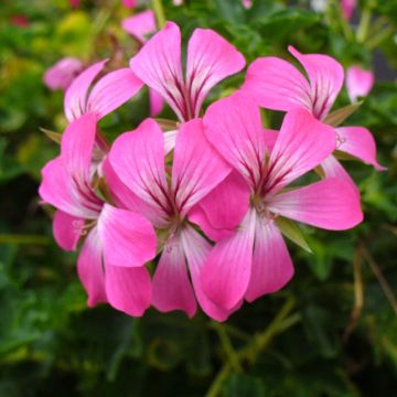 Pelargonium peltatum Roi des Balcon Desrumeaux - Hanggeranium