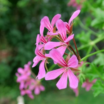 Pelargonium peltatum Roi des Balcon Lilas - Hanggeranium