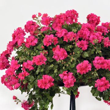 Pelargonium Rocky - Hanggeranium dubbel