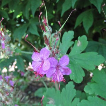 Geranium macrorrhizum Czakor - Rotsooievaarsbek