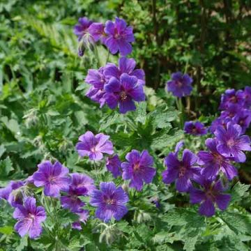 Geranium magnificum - Ooievaarsbek